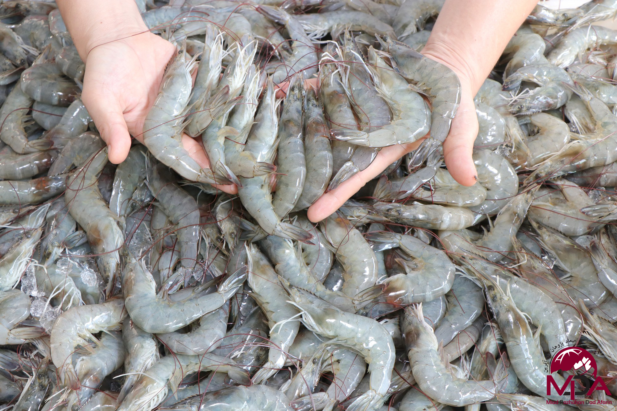 میگو صادراتی