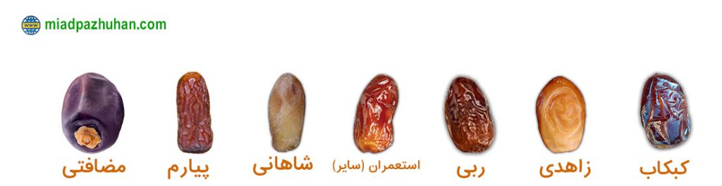انواع خرمای صادراتی
