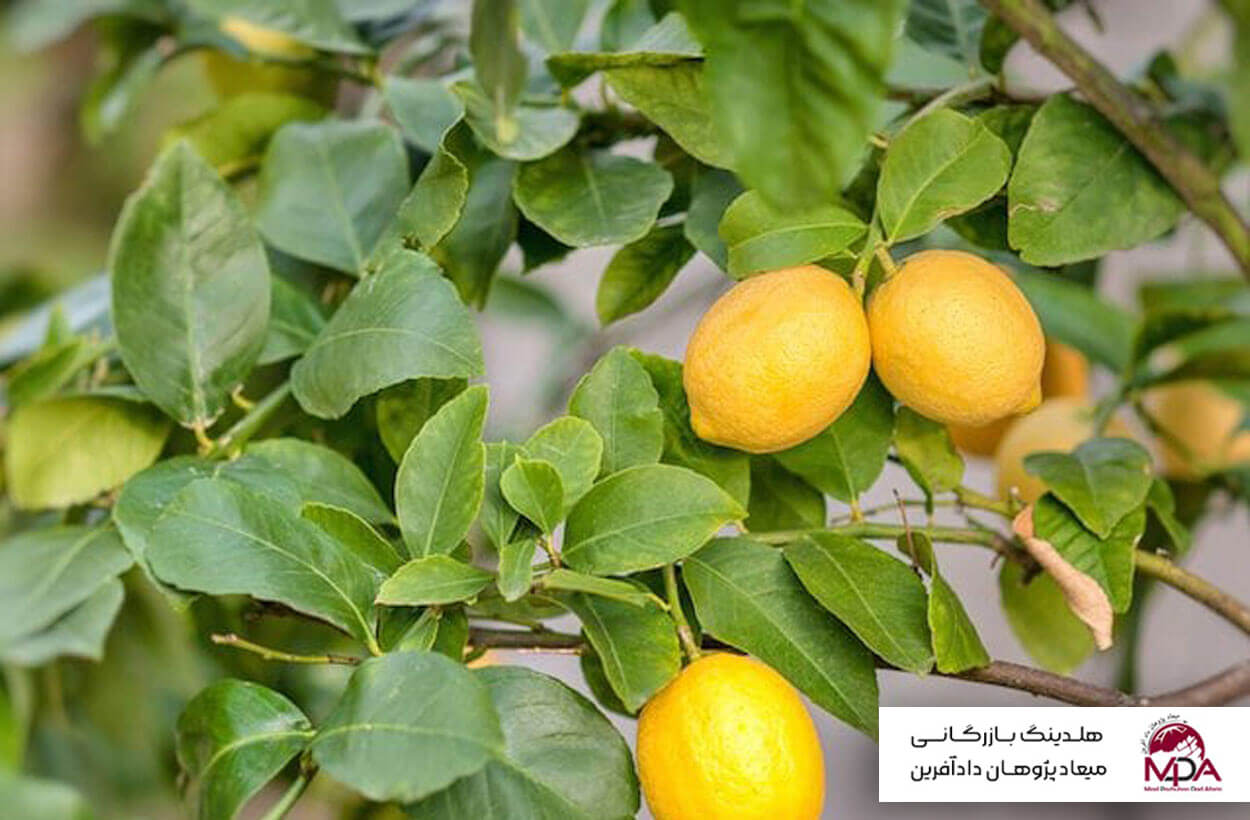 صادرات لیمو